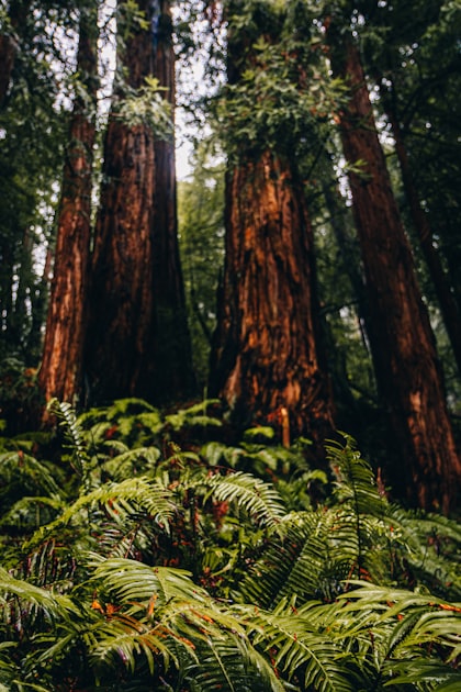 Preserving Magness Tree Farm